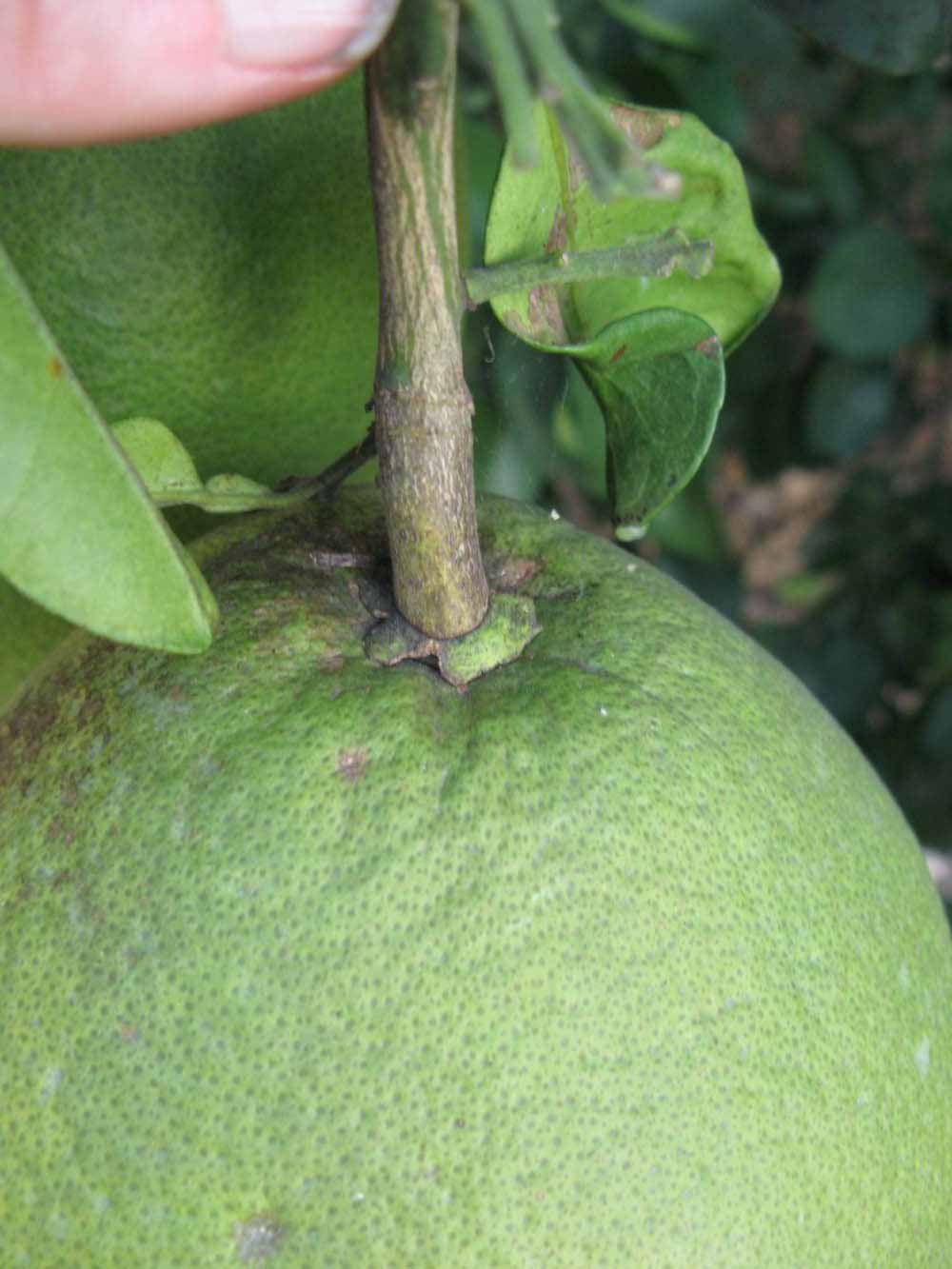            Fruit (Winter Haven, FL)   